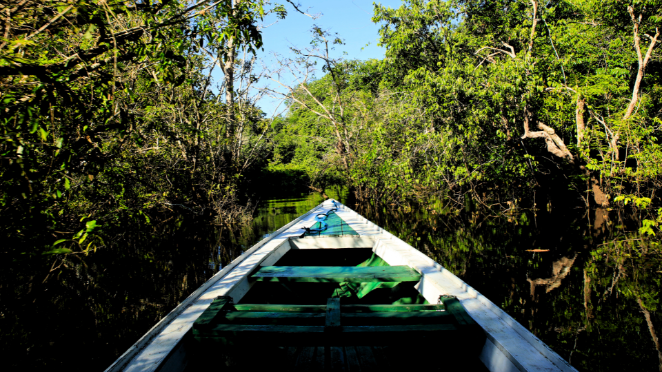 Amazônia em risco: estudo mostra falta de transparência e proteção para a defesa ambiental
