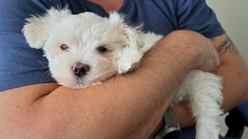 A ocitocina como receita natural antiestresse