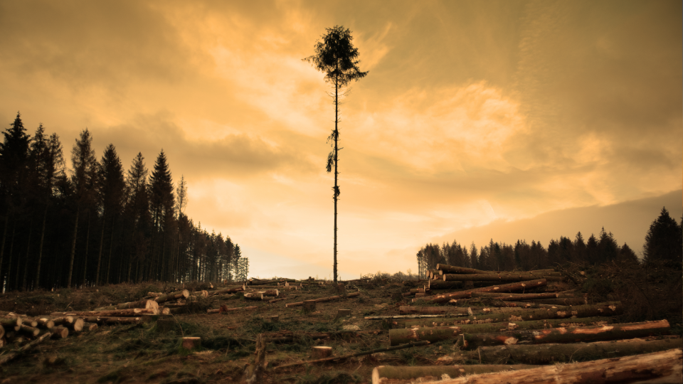 Em 40 anos, o Brasil perdeu 111,7 mi ha de vegetação nativa. Entenda o impacto do agronegócio e o futuro dos biomas ameaçados.
