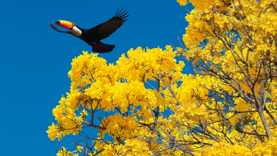 A primavera 2025 marca equilíbrio, renovação e produtividade no Brasil. Entenda os impactos do equinócio, os efeitos na agricultura e os cuidados com a saúde durante a estação das flores.